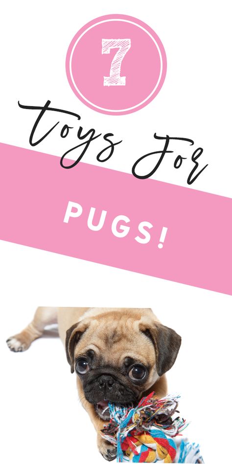 Toys for Pugs: 7 toys that your Pug will love. Find out which toys are perfect for both puppies and.. Pug Accessories, Pug Clothes, Old Pug, My Pet Dog, Best Dog Toys, Best Toys, Love Plus, Dog Health Care, Dog Info