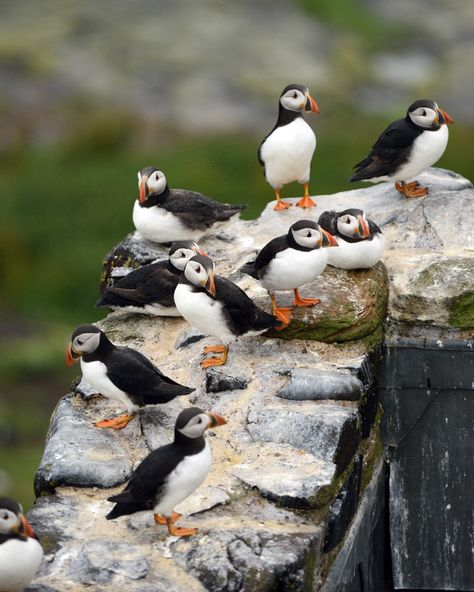 @nationaltrust on Instagram: “Welcome home old friends - the puffins have returned to the Farne Islands in Northumberland once more to raise their young. You may be…” Rathlin Island, Farne Islands, Welcome Home, Old Friends, Photo And Video, Animals, On Instagram, Instagram