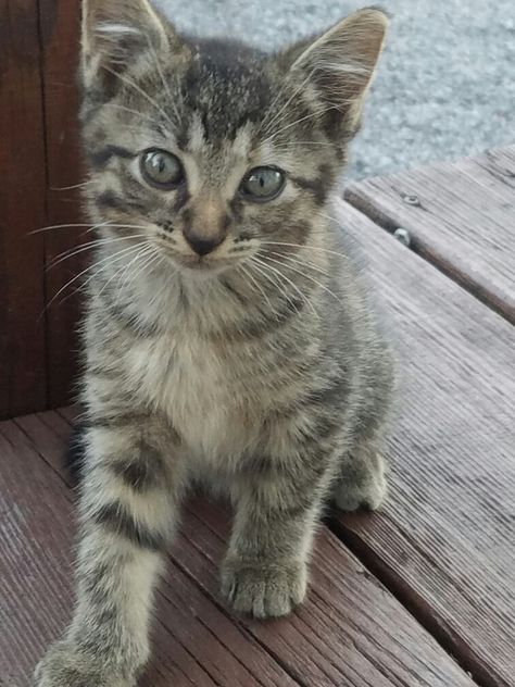 Cute tiger-striped kitten ❤ Tiger Cat Kitten, Cute Tigers, Tiger Stripes, Cutest Thing Ever, Cute Animal Pictures, Crazy Cat, Crazy Cat Lady, Cat Lady, Crazy Cats