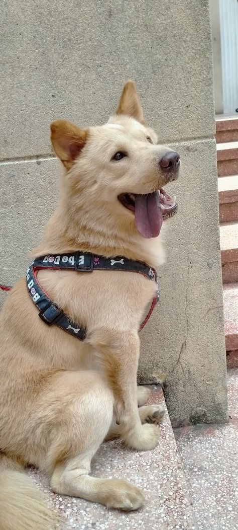 Mix of chow-chow and husky 🥰 Husky Chow Mix Dog, Golden Chow Mix Dogs, Chow Lab Mix Dogs, Chow Chow Mix, Labrador Mix, Dark Love, Husky Mix, Wolf Pictures, Chow Chow