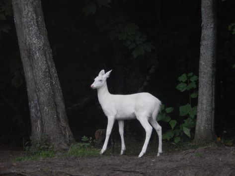 Albino Deer, Dark Naturalism, Animal Tumblr, Deer Photos, Albino Animals, White Deer, Whitetail Deer, The Zoo, In The Forest