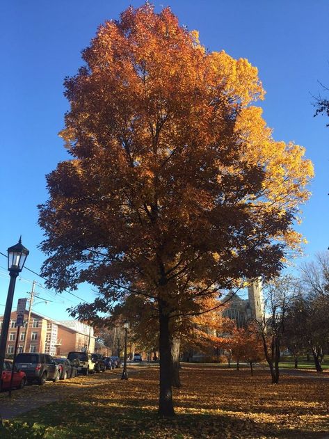 Northern Red Oak, Street Trees, Cedar Rapids, Deciduous Trees, Early Fall, Red Oak, Green Leaves, Country Roads, Crown