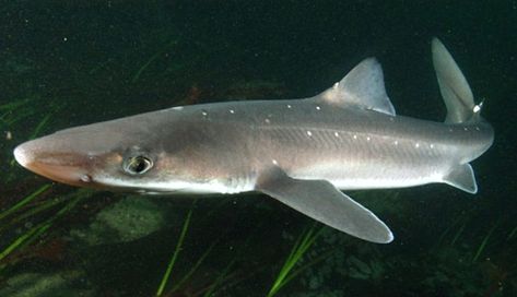 The spiny dogfish, aka piked dogfish, spiky dog, or rock salmon, is among the most prevalent shark species in the world. They get their name due to the fact that they have the habit of chasing down smaller fish while in packs, like dogs would. They also possess 2 sharp and venomous spines. Unfortunately, these sharks, and their subspecies, are listed as Vulnerable to Endangered. #dogfish #fish #ocean #predator #prey #sea #shark #spiny #spinydogfish #venom #venomous #worldwide Spiny Dogfish, Dogfish Shark, Types Of Sharks, Dogfish Head, Dog Cover, Shark Diving, Shark Week, Ocean Creatures, Ocean Animals