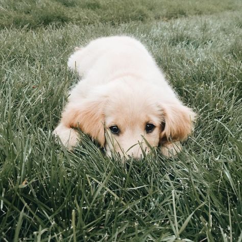 Graceinchrist: Abigail Green. @abigailmarygreen Retriever Puppy, A Puppy, Cute Creatures, 귀여운 동물, Rottweiler, Animals Friends, I Love Dogs, Animals Beautiful, Dog Love