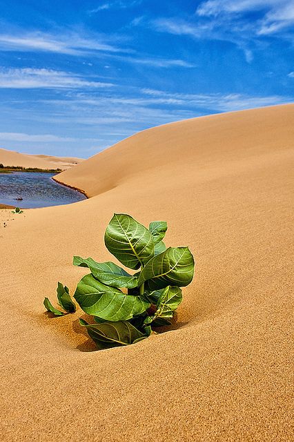 Venezuela Travel, Desert Sahara, Mangrove Swamp, Deserts Of The World, Hot Desert, The Sahara Desert, Desert Life, Sahara Desert, Airbrush Art