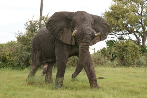 Mad Elephant Male Elephant, African Forest Elephant, African Bush Elephant, Bull Elephant, Elephant Photography, Elephant Artwork, Elephant Wallpaper, Strongest Animal, Elephant Images