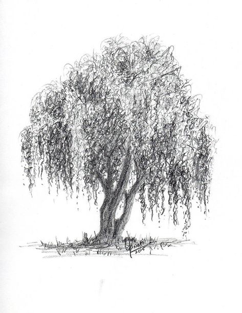 Weeping Willow Tree Drawing, Tree Drawing Sketch, Willow Tree Drawing, Willow Tree Art, Weeping Willow Tree, Tree Drawings Pencil, Learn Watercolor, Weeping Willow, Landscape Drawings