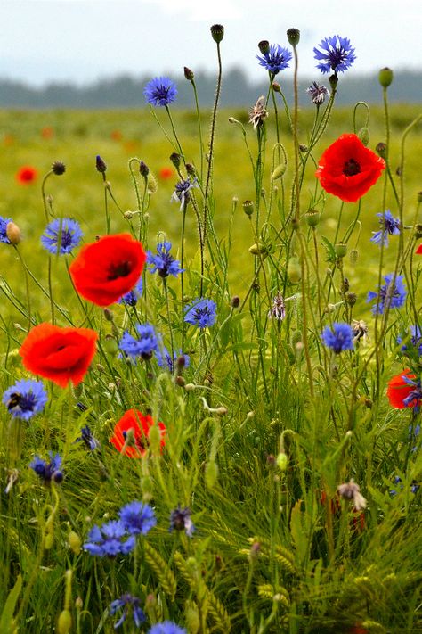 Wildwood Flower, Wildflowers Photography, Poppy Garden, Sunflowers And Daisies, Wild Flower Meadow, Poppies Tattoo, Wild Poppies, Easy Landscaping, Wildflower Garden