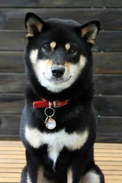 Black Shiba Inu Dog, Black Shiba, Japanese Dog Breeds, Japanese Dogs, Shiba Inu Dog, Lovely Creatures, Lab Puppies, Weiner Dog, Weird Animals