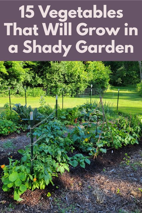 15 Vegetables That Will Grow in a Shady Garden Vegetable Garden Layout Design, Growing Beets, Shady Garden, Shade Tolerant Plants, Backyard Garden Layout, Garden Growing, Vegetable Garden Diy, Growing Gardens, Fall Garden Vegetables