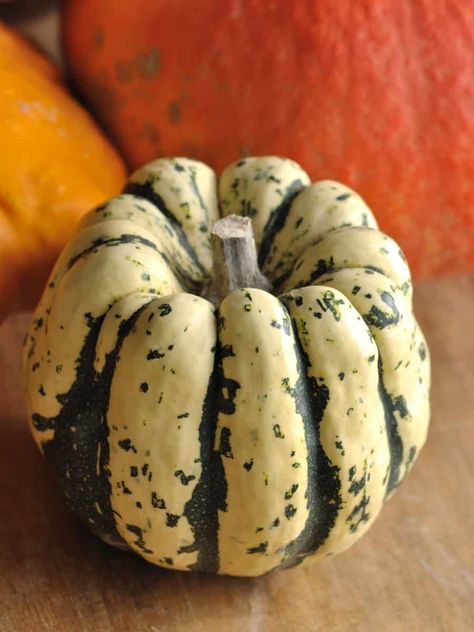 Types of Squash: The Colorful Patidou Squash Different Squash Types, Varieties Of Squash, Types Of Squash, Squash Types, Crookneck Squash, Buttercup Squash, Big Pumpkin, Chayote Squash, Squash Varieties