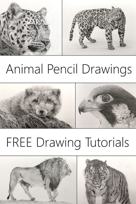 Fine art graphite drawings Pencil Drawings Of Animals Easy, Realistic Pencil Drawings Of Animals, Animal Sketches Realistic, Cool Animal Drawings, Animals Sketching, Realistic Colored Pencil Drawings, Pencil Sketches Of Animals, Animal Art Drawing, Animal Pencil Drawings