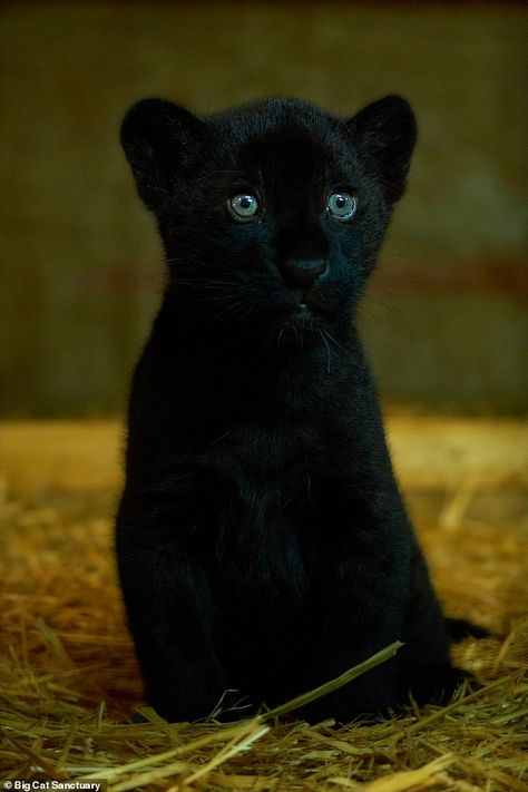 Panther Cub, Baby Panther, Baby Jaguar, Panther Cat, Jaguar Animal, Cat Sanctuary, Black Jaguar, Black Animals, Cute Wild Animals