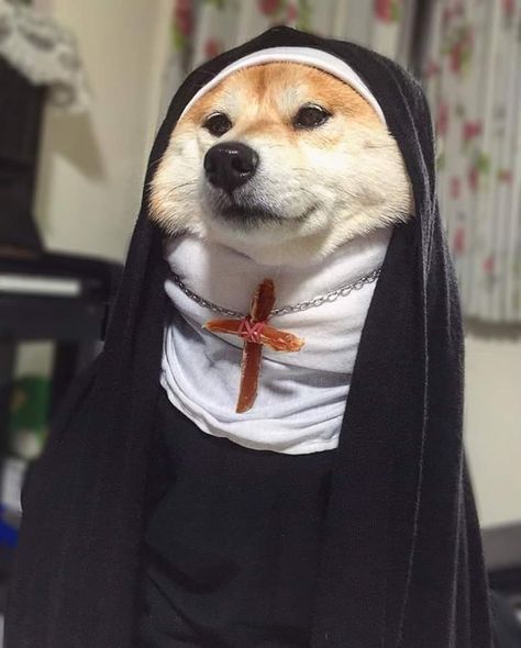 The Nun, Dog Icon, Shiba Inu Dog, Silly Dogs, Funny Dog Pictures, Cute Funny Dogs, Cute Dogs And Puppies, Cute Creatures, Funny Animal Pictures