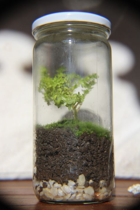 #plants #jar #moss #environment Terrarium, Plants