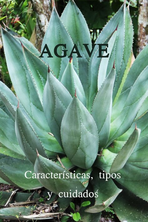 Agave Attenuata, Agaves, Cactus, Plants, Nature