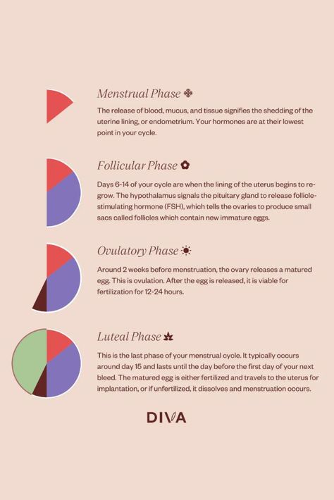 There are four phases of the menstrual cycle. Each phase has different processes and participating hormones for encouraging reproduction. Learn more about each phase and develop a greater understanding of your monthly cycle and hormonal health. Period Cycle Hormones, Four Stages Of Menstrual Cycle, Hormones Throughout Cycle, Cycle Syncing Hormone Chart, Female Monthly Cycle, Monthly Cycle Chart, Menstrual Cycle Phases Hormones, Monthly Cycle Phases, Phases Of Menstrual Cycle Mood