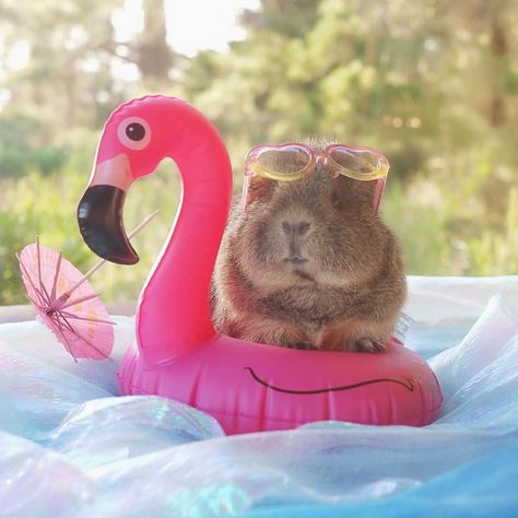 Let's go to the beach!!! 🐚🌞⛱ Costumes For 2 Friends, Guinea Pig Costumes, Guinea Pig Cages, Guinea Pigs Funny, Happy Fri-yay, A Hamster, Pet Guinea Pigs, Cute Guinea Pigs, 2 Friends