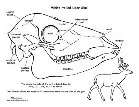 Deer Skull Reference Drawing, Deer Anatomy Study, Deer Skull Anatomy, Deer Skeleton Anatomy, Deer Anatomy, Skull Diagram, Deer Skull Drawing, Bone Hunting, Deer Bones