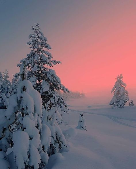 Era Victoria, Winter Wallpaper, Winter Scenery, Into The Wild, Winter Beauty, Winter Pictures, Winter Wonder, Winter Aesthetic, Pine Trees