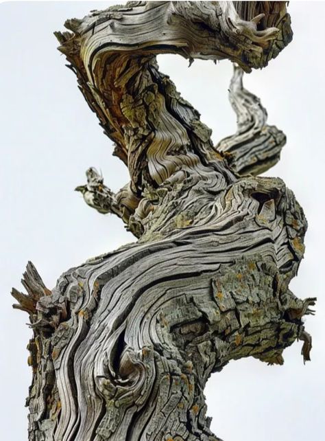 Tree Bark Reference, Twisted Tree Branches, Tree Close Up, Tree Branch Reference, Tree Branch Ideas, Tree Bark Drawing, Tree Bark Art, Twisting Tree, Tree Reference