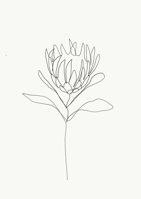 protea drawing Protea Sketch Drawing, Banksia Flower Drawing, Single Line Flower Drawing, Australian Botanical Tattoo, Banksia Tattoo, Banksia Drawing, Protea Sketch, Protea Line Drawing, Single Line Flower