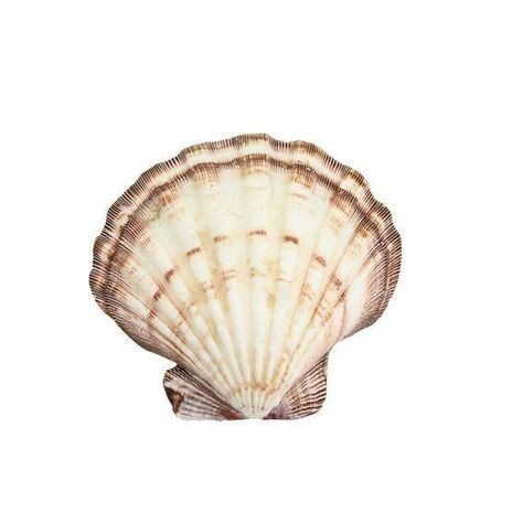 Lions Paw, Scallop Seashell, The Bottom Of The Ocean, 달력 디자인, Beach Icon, Lion Paw, Bottom Of The Ocean, The Carolinas, Png Aesthetic