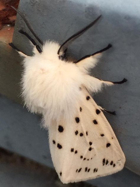 White Fluffy Moth, White Satin Moth, White Ermine Moth, Moth Breeds, Moth Pfp, Fuzzy Moth, Fluffy Moths, Cute Moths, Moth Pictures