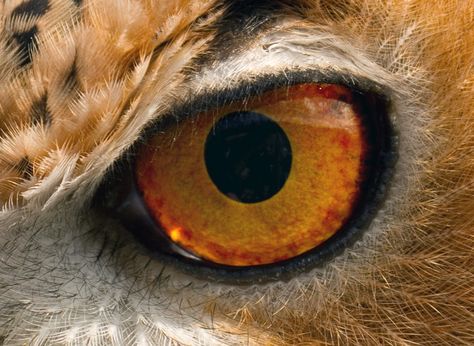 Animal Close Up, Regard Animal, Eye Close Up, Water For Elephants, High School Art Projects, Owl Eyes, Eye Photography, Owl Pictures, How To Attract Birds