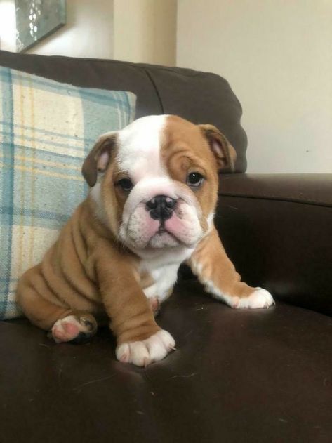 British Bulldog Puppies, French Bulldog Black, Bulldogs English, Black Bulldog, Bulldogs Puppies, American Bulldog Puppies, Cute Bulldog Puppies, Cute Small Dogs, Bulldog French