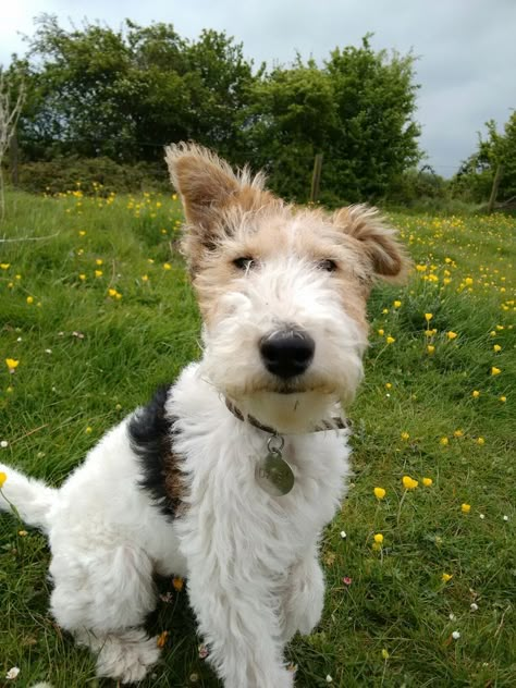 Wirehaired Fox Terrier, Fox Terriers, Wire Fox Terrier, Puppies And Kitties, Pretty Dogs, Silly Dogs, Fox Terrier, Dogs Of The World, Beautiful Dogs