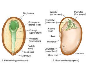 Botany | Life Science & Biomedical | Carlson Stock Art Seed Structure, Veterinary Anatomy, Science Exhibition Projects, Biochemistry Notes, Plant Lessons, Biology Plants, Plant Physiology, General Biology, Wildlife Illustration