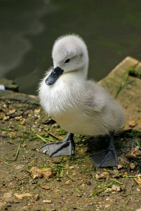 Baby Swan, Mute Swan, Ugly Duckling, Baby Ducks, Airbrush Art, Animal Totems, Jolie Photo, Animal Photo, Animals Friends