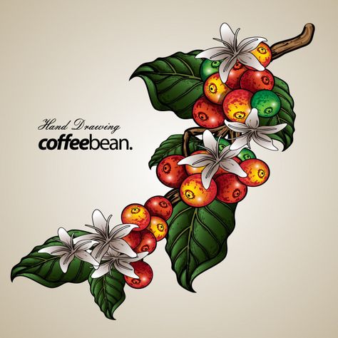 Coffee tree illustration Premium Vector | Premium Vector #Freepik #vector #background #vintage #tree #coffee Coffee Tree Drawing, Coffee Tree Illustration, Coffee Bean Tree, Tattoo Cafe, Mural Cafe, Coffee Artwork, Coffee Art Print, Coffee Label, Coffee Tattoos