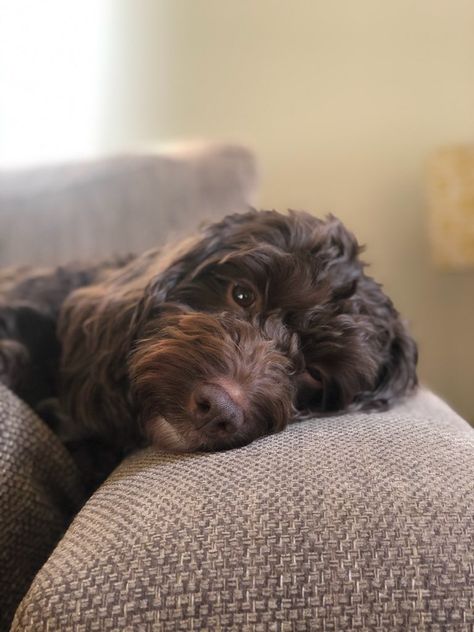 Chocolate Cockapoo, 33rd Birthday, Birthday Wishlist, Puppies, Collage, Dogs, Birthday, Animals, Pins