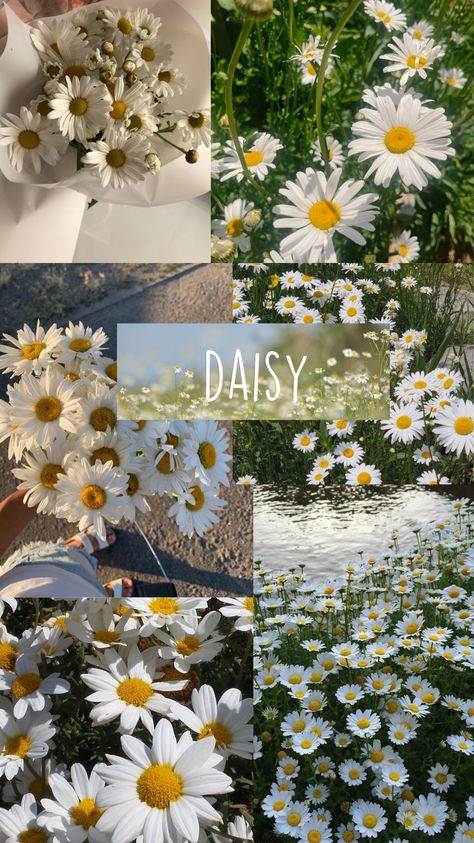 I made it myself Daisy Flower Background, Daisy Flowers Wallpaper, Fairycore Aesthetic Wallpaper, Daisy Flower Aesthetic, Daisy Core, Daisy Love, Galaxy Pictures, Profile Pictures Instagram, Pretty Landscapes