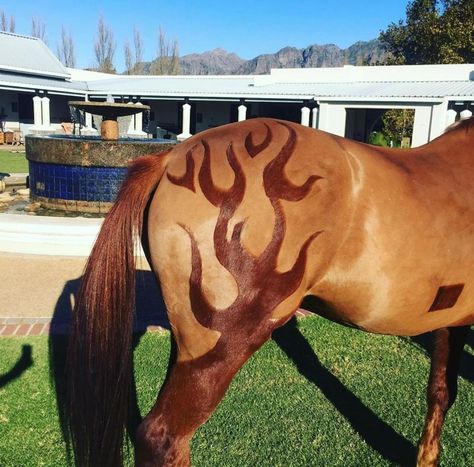 Clippersharp Ltd on Instagram: “A beautifully clipped design by @ballantynes_equine_clipping 🔥 ⠀ ⠀ -⠀ ⠀ ⠀⠀ #horseclipping #horseclip #andis #andisclippers #andisclipping…” Horse Clipping Designs, Horse Mane Braids, Horse Clip Art, Unusual Horse, Horse Stencil, Horse Braiding, Horse Riding Quotes, Beautiful Horses Photography, Horse Clipping