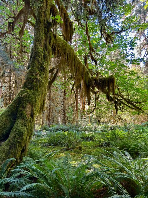 Hoh Rainforest, Olympic National Park, Washington State, pnw, hiking, summer Hoh Rainforest Washington, Pnw Hiking, Hoh Rainforest, Olympic National Park Washington, Deep Jungle, Hiking Summer, Jungle Forest, Olympic National Park, Washington State