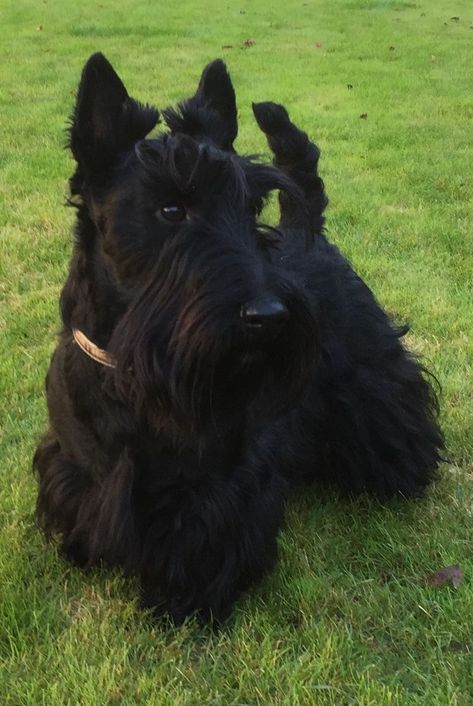 Scotties Dog, Scottie Puppies, Scottish Terrier Puppy, Scottie Terrier, Allen Ginsberg, Scotty Dog, Scottish Terriers, Scottie Dogs, Brain Training