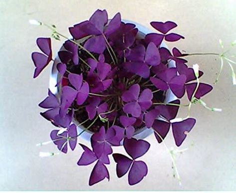 100 Red Oxalis Wood sorrel Flower Oxalis Purple Shamrock Clover 100% Real flower bonsai seeds perennial outdoor for home garden 4: Amazon.co.uk: Garden & Outdoors Purple Shamrock Tattoo, Sorrel Flower, Shamrock Plant, Purple Shamrock, Purple Clover, Flower Bonsai, Wood Sorrel, Bonsai Seeds, Container Gardening Flowers