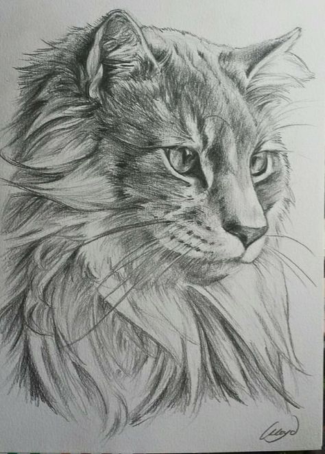 Cat Face Drawing, Realistic Animal Drawings, Draw Cats, Cat Drawing Tutorial, Cats Art Drawing, Pencil Drawings Of Animals, Cat Coloring Book, Animal Drawings Sketches, Drawing Eyes