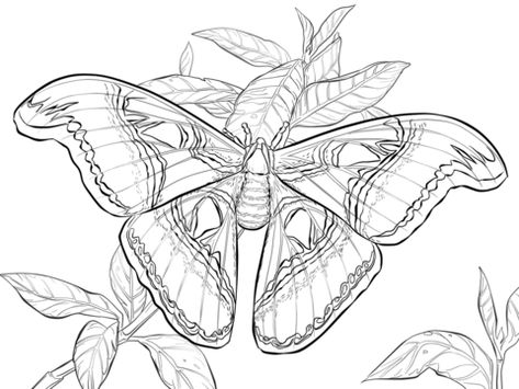 Realistic Atlas Moth Coloring page Moth Coloring Page, Attacus Atlas, Coloring Pages Animals, Moth Drawing, Atlas Tattoo, Cartoon Sea Animals, Atlas Moth, Animals Coloring Pages, Butterfly Stencil