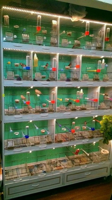 Finch Cage, Pet Store Design, Love Birds Pet, Diy Bird Cage, Parakeet Cage, Pet Bird Cage, Birds For Sale, Canary Birds, Large Bird Cages