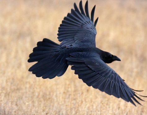 Raven Tail, Crow Tattoos, Raven Flying, Flying Raven, Raven Pictures, Crow Flying, Caw Caw, Dark Photo, Raven Bird