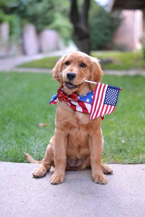 Patriotic Puppy, Nail Conditions, Puppy Photography, Dog Calendar, Baby Pugs, Patriotic Dog, Golden Life, Dog Photoshoot, Handmade Dog Collars