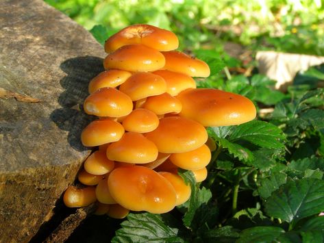 Honey Mushrooms, Honey Mushroom, Mushroom Reference Photos For Artists, Cool Fungi, Honey Mushrooms Wild, Glowing Fungi, Mushroom Refrences Photos, Plant Sketches, Vascular Plant