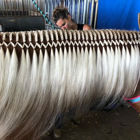 Western Braids For Horses, Braided Horse Mane, Mane Braids For Horses, Horse Braiding Ideas, Horse Tail Braid, Horse Mane Styles, Tail Ideas, Horse Braids, Horse Mane Braids