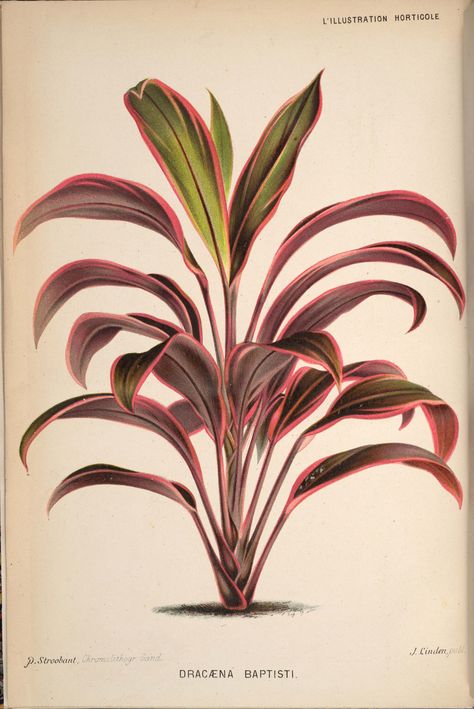 Cordyline fruticosa - circa 1871 Cordyline Fruticosa, Flower Pot Design, Leaf Illustration, Australian Flora, Sims House Design, Pot Designs, Tropical Landscaping, Botanical Drawings, Foliage Plants