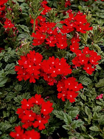 Verbena peruviana 'Red Devil' •Grows In: Zone 6A · -10° to -5° F through Zone 10B · 35° to 40° F •Sun Exposure: Full / Mostly Sun •Soil Drainage: Well Drained •resistant To: Deer Resistant, Drought, Heat •Flower Color: Red •Blooms: Spring Blooms, Summer Blooms, Fall Blooms •Foliage Color: Dark Green •Average Height: 2' to 3', 3' to 4' •Average Width: 1' to 2', 2' to 3' - •Attracts: Butterflies, Hummingbirds, Visual Attention •Fragrances: None Perennial Flowering Vines, Red Perennials, Plant Identification App, Trees For Front Yard, Summer Flowers Garden, Ground Cover Plants, Plant Identification, Flower Spike, Free Plants