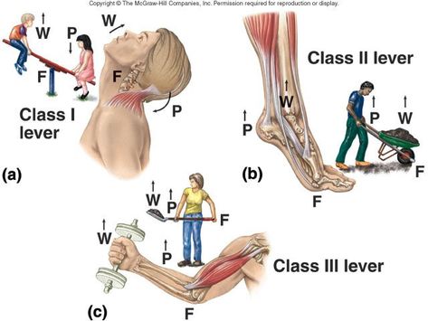 Types Of Muscle Tissue, Muscles In The Body, The Muscular System, Quadriceps Femoris, Human Muscle Anatomy, Human Physiology, Types Of Muscles, Physics Concepts, Musculoskeletal System